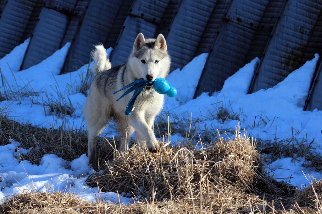Photo of Glacial Lake’s Phantom