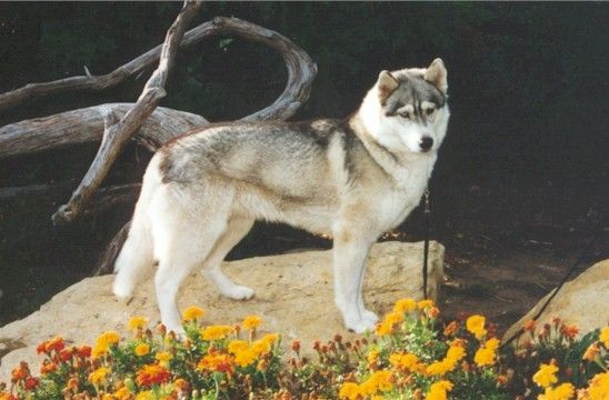 Photo of Nykiskas Summer Seranade