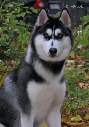 Photo of Insignia Best S Goluboy Zvezdy