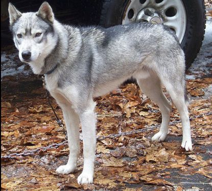 Photo of Sibersong's Mudpie