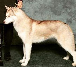 Photo of Chimini’s Maia, The Beautiful