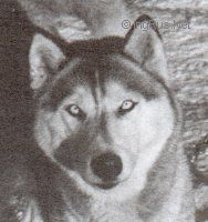 Photo of Uhlania de la Baisse de Leveillat