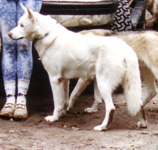 Photo of Ishmael Of Sepp-Alta
