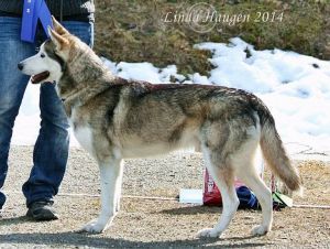 Photo of Nay-la-chee's Hexov Runner