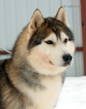 Photo of Snow Galaxy Energy Northen Ranger