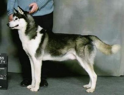 Photo of Chuchinka’s Pathfinder