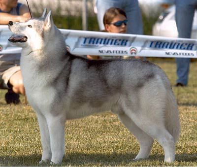Photo of Kaila’s Silverbear Of Zausel