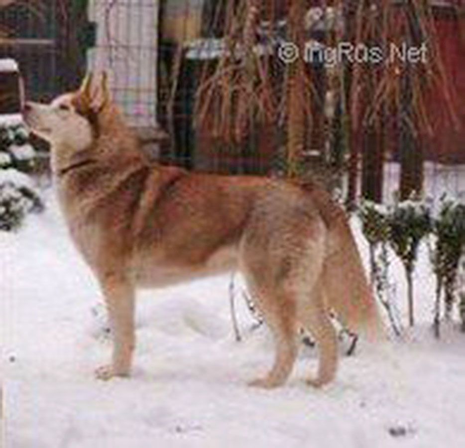 Photo of Sasquehanna Syberia