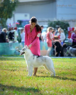 Photo of Arctic Magic Living Legend