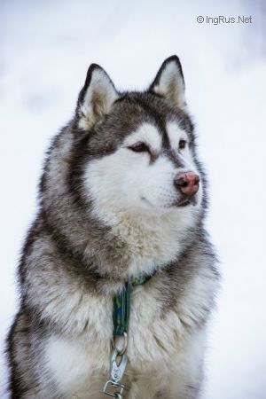 Photo of Husky Haven She Is Perfect
