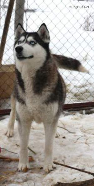 Photo of Snow Galaxy Galateya Glory