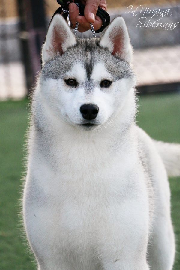 Photo of Innirvana Pandora