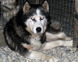 Photo of Ukon II