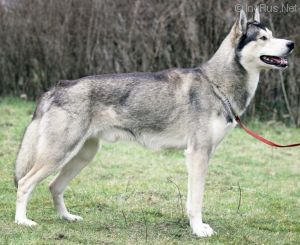 Photo of Amarok av Vargevass of Forstal