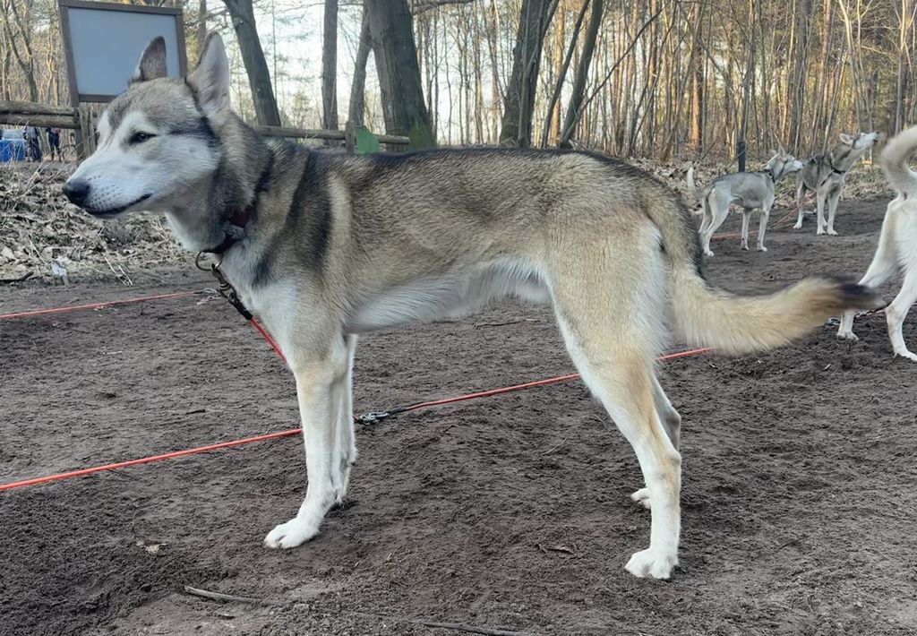 Photo of Oakley ab Canis Polaris