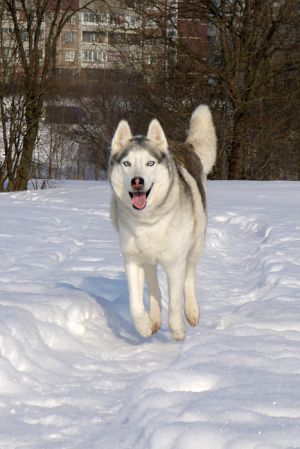Photo of Husky Haven Trussa