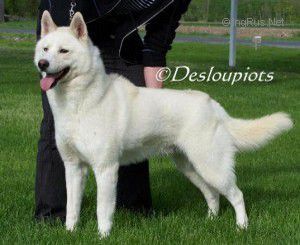 Photo of Kimlan’s Blanc Sablon