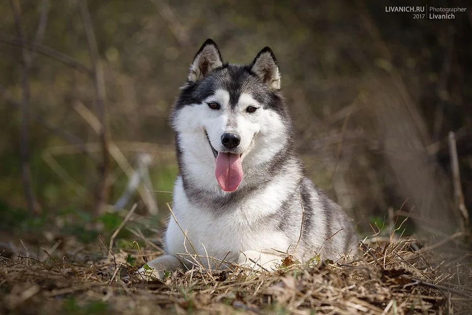 Photo of Husquisher Virginia Wolf