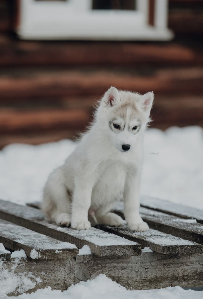 Photo of Lunnyy Zaschitnik Uilliam Stryker