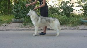 Photo of Husky Haven Zhordan