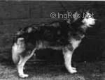 Photo of Apun Polar