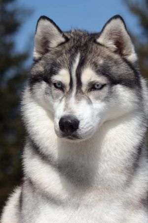 Photo of White Sunday's Flying Prince of Polar Night