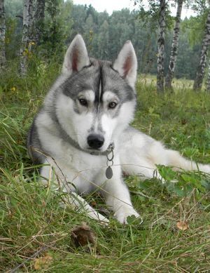 Photo of Arctic Magic Zippy Dancer