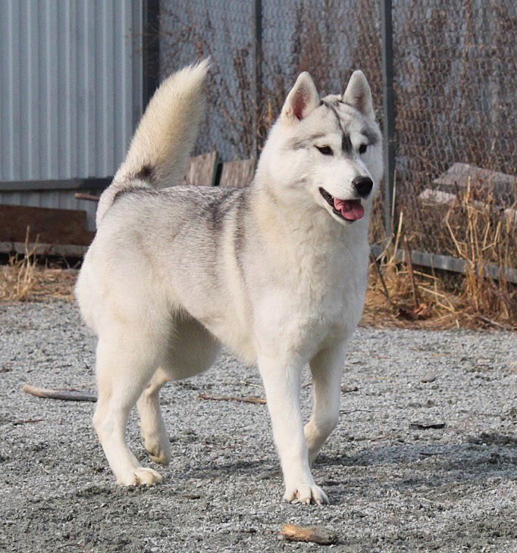 Photo of Husky Haven Long Way To Hollywood