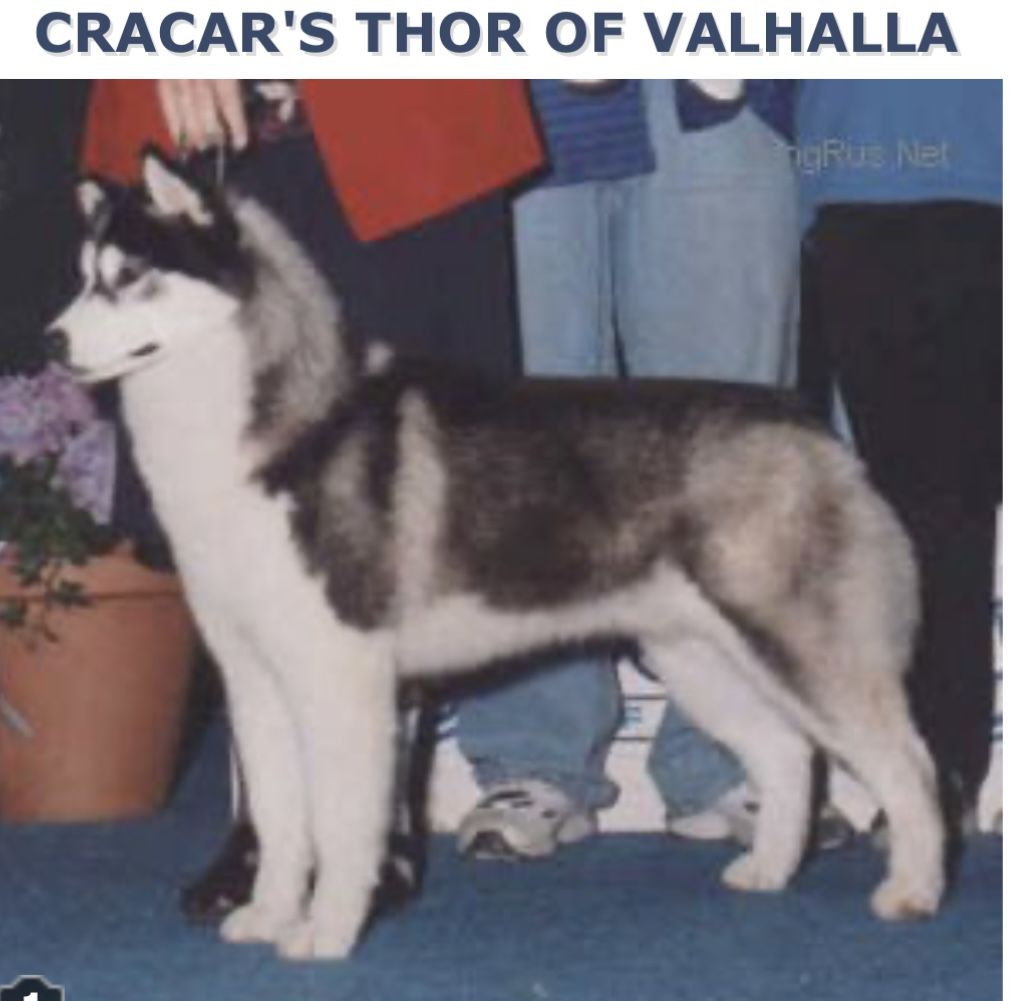 Photo of Cracar’s Thor Of Valhalla