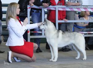 Photo of Arctic Magic Original Beauty
