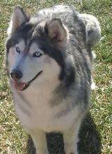 Photo of K9-Pines-Twilight Star
