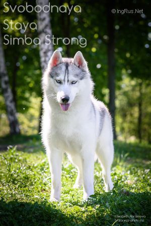 Photo of Svobodnaya Staya Simba Strong