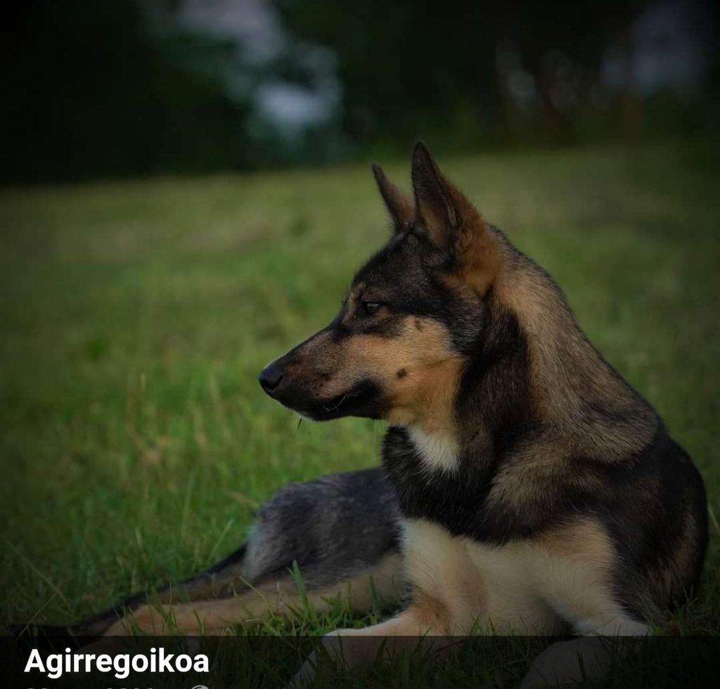 Photo of Agirregoikoa Diggins Mo