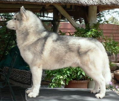 Photo of Nanook’s Kamchatka Pride
