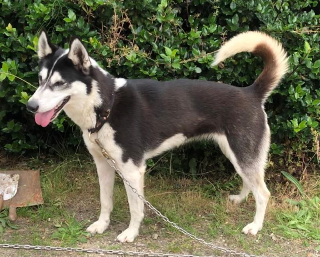 Photo of Jewel ab Canis Polaris