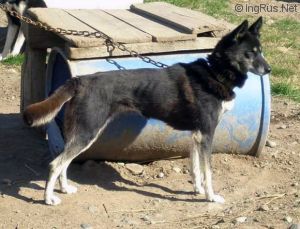 Photo of Northome Ruffian
