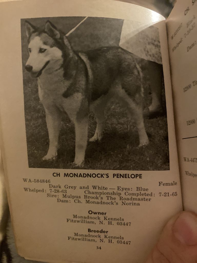Photo of Monadnock’s Penelope