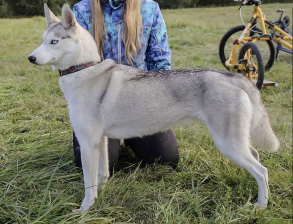 Photo of Nordic Tribe Alisha