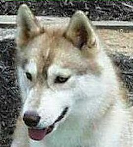 Photo of Kristari’s Kelly Girl O’Trebor
