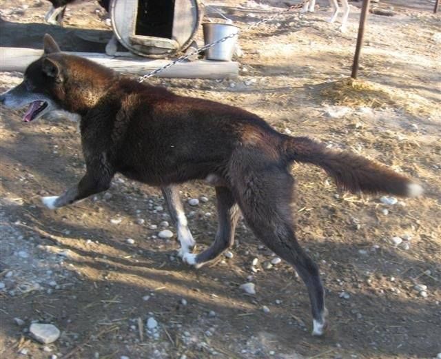 Photo of Lokiboden's Fox