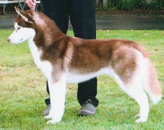 Photo of Zuska’s Trouble In Paradise