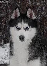 Photo of Dream for Mystic Winner Husky Ostrowya