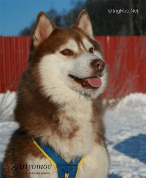 Photo of Vabank Magadan Northerner