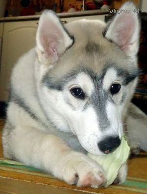 Photo of Husky Haven Anna Mariya