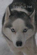Photo of Zheneva S Akulovoi Gori