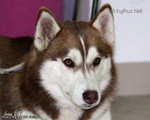 Photo of Husky Haven Art Design