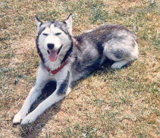Photo of Burdy Of Sweet Snow