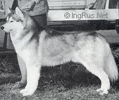 Photo of Karnovanda’s Dream Bear