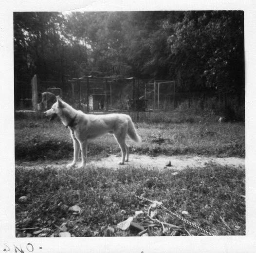 Photo of Sno-White Of Little Alaska