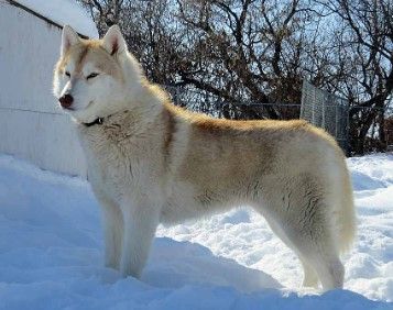 Photo of Arcticsun’s Georgie Girl